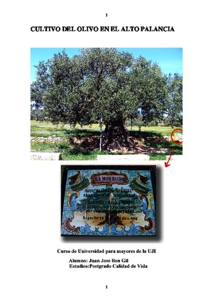 Cultivo-del-olivo-en-el-Alto-Palancia